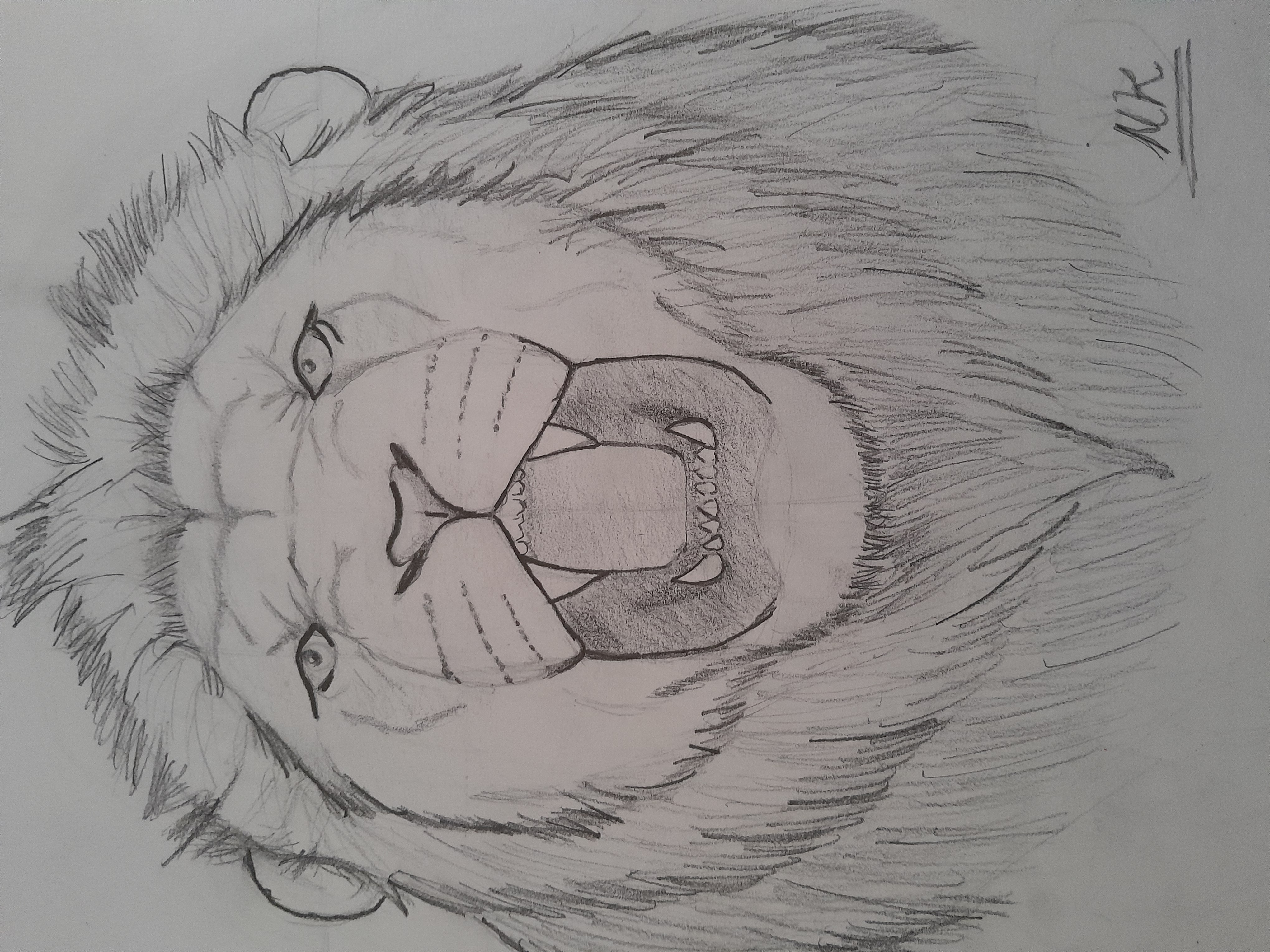 A pencil sketch of a lion